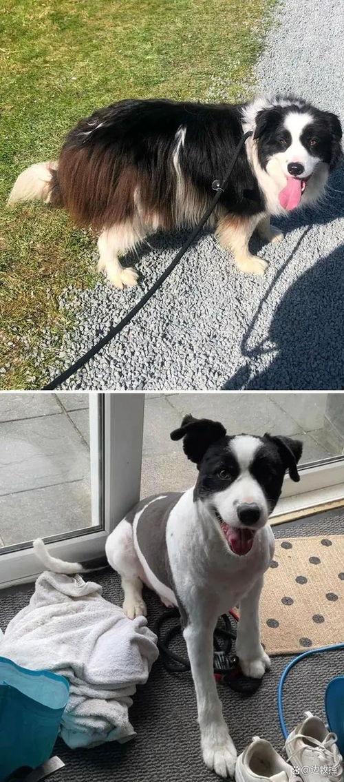 狗狗最新爆料视频大全图片,萌宠瞬间大盘点,笑料十足! 第1张 狗狗最新爆料视频大全图片,萌宠瞬间大盘点,笑料十足! 第1张