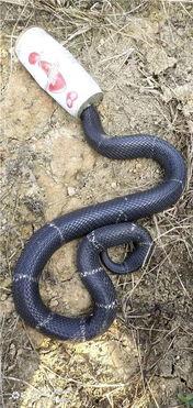 水族毒蛇爆料图视频  第3张